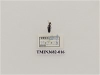 藏品(鞘翅目(2))的圖片